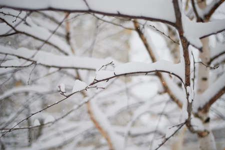 snowy derevi. Texture. Heavy snow this winterの写真素材