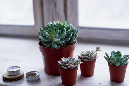Succulents in a minimalist style. House plants for interior decoration. The family Cactaceaeの写真素材