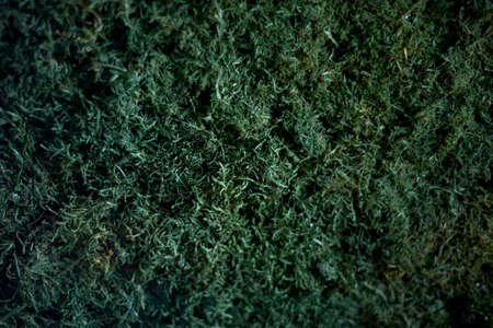 The texture of the moss. Closely. Dark green in color. The concept of forest, Park and natureの写真素材