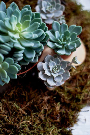 The succulents into the moss. Soft pillow. The concept of green, nature, freshnessの写真素材