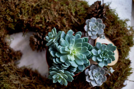 The succulents into the moss. Soft pillow. The concept of green, nature, freshnessの写真素材