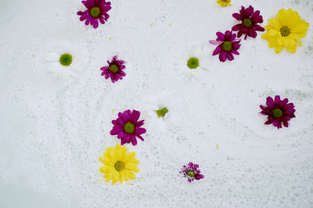 In the white breast of the water, swim daisies in white, purple and yellow flowers. Atmosphere of...