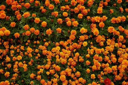 Texture, lots of orange marigolds.の写真素材