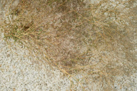 Dried flowers on a background of white pebbles.