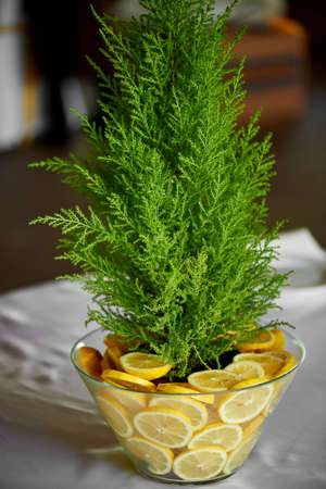 Cypress in a vase decorated with lemons. Fresh and juicy combination. Table decoration at the wedding Banquet.の写真素材