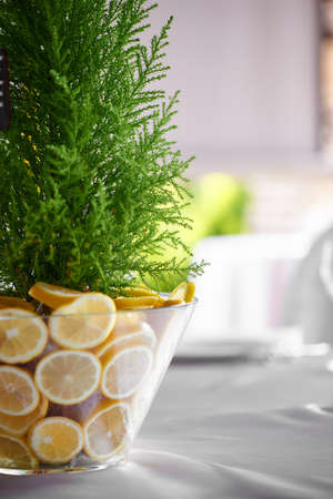 Cypress in a vase decorated with lemons. Fresh and juicy combination. Table decoration at the wedding Banquet.の写真素材