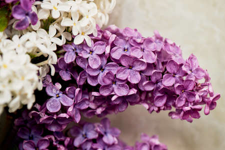 Branches of white and purple lilac. Natural wealth.