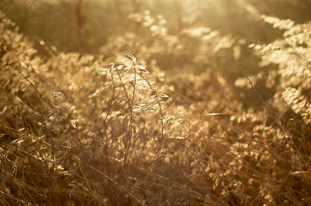 The texture of the grass, the herbs. Closely. Farm and botany.の写真素材