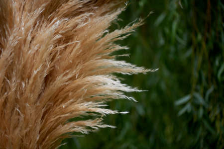 Pampas grass in a decorative arch at the exit registration . Closely