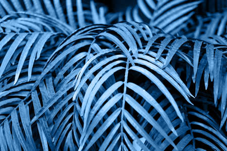 Texture of palm leaves. Painted in purple and orange. Classic blue. The 2020 trend.の写真素材