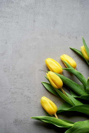 Yellow tulips on a gray concrete background. Mothers day, spring. Space for text.の写真素材