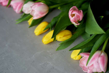 Pink and yellow tulips on a gray background under concrete. The view from the top, place for text.