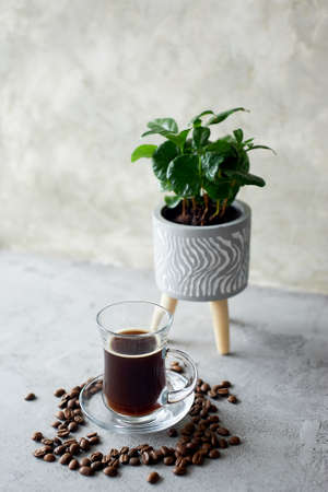 A cup of coffee, coffee beans and coffee tree. On a gray concrete background. The origin of coffee.