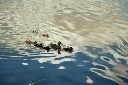 The duck swims with ducklings on the river. Reflection of the sky in the water. The theme of conservation and the environment. Birds and their offspring.の写真素材