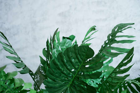 The leaves of the monsters on a gray background. Minimalism, background imageの写真素材