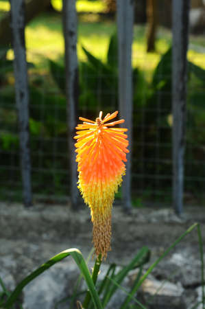 Kniphofia. African perennial herbaceous plant of orange color. Botanical Garden.の写真素材