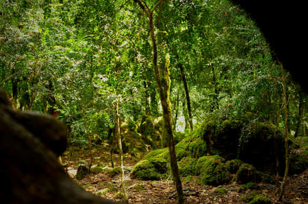 Boxwood grove. A rare tree in Abkhazia. Mosses and stones.の写真素材
