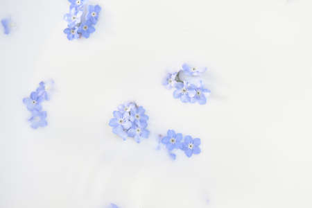 Delicate blue flowers in milk. Tenderness and weightlessness. Personal care products. Body milk, bath foam. The background imageの写真素材