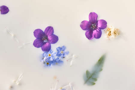 flowers in milk. Herbal medicine, ecological attitude to oneself and nature. abstract background . Purple-blue scaleの写真素材