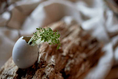 Greens sprouted in the shell. A symbol of new life. Microgreens and ecology