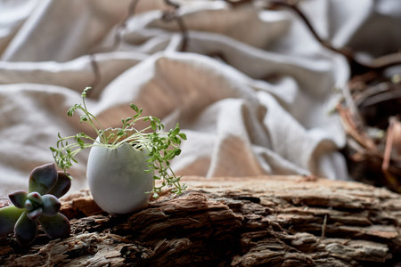 A small plant in a white pot is placed on a piece of wood. Another plant is placed next to it. A...