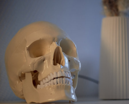 A model of a human skull medical for studying the features of the structure. Anatomy.の写真素材