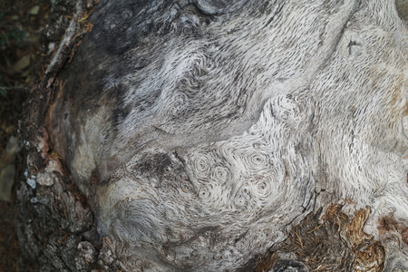 An old tree with spirals on the root and bark. Relict pineの写真素材