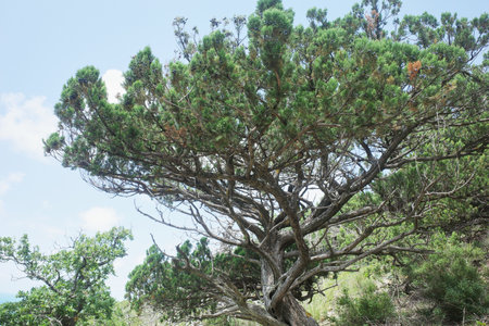 An ancient relict pine tree, twisted by wind and sun. Struggle for survival.の写真素材