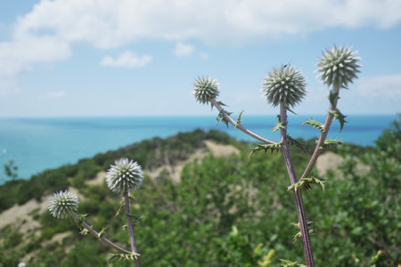 Southern thorns. On a mountain near the sea. Plants of the southの写真素材