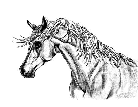 Beautiful horse illustration with creative unusual mane. Hand Drawn by pen. Close-up portraitの写真素材