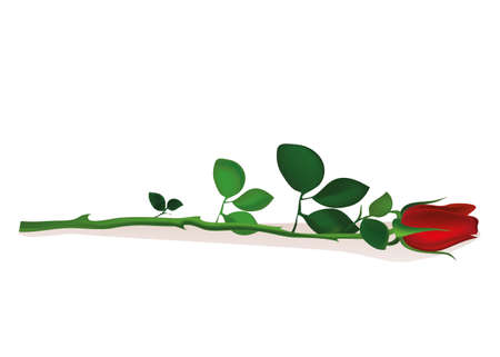 One red flower. Rose lies. Greeting card for Valentine's Day wedding and birthday. Empty space for your text or advertisement. Vector illustration on white backgroundのイラスト素材