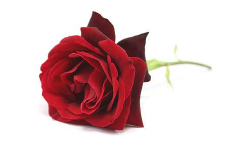 a single rich red rose on a white backgroundの写真素材
