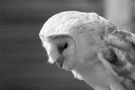 Barn owl looking down, slightly side viewの写真素材