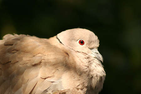 Collared dove roosting in an avairy, fluffed up feathers and beady eyeの写真素材