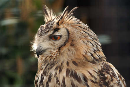 Eagle owl in an enclosure, side profile. Includes some soft focus background elementsの写真素材