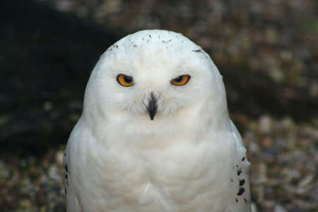Snowy owl in an aviary, gravel & mesh background out of focus, beady eye stareの写真素材