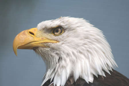 American Eagleの写真素材