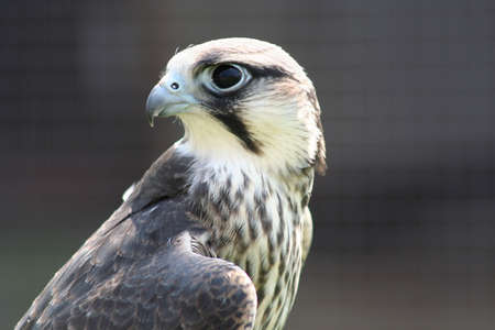 hobby hawkの写真素材