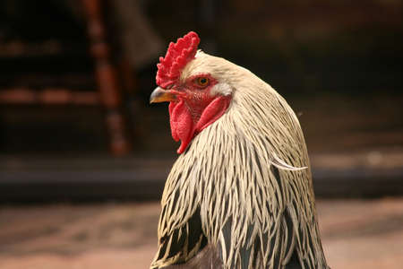 Rooster