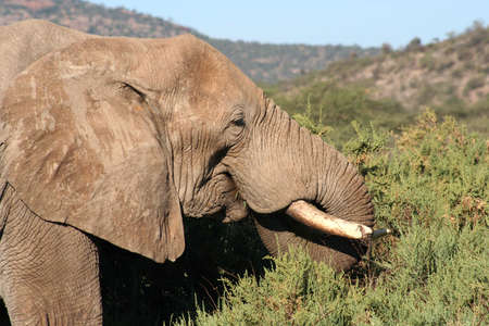 close up of an old bull elephant, taken in Samburu, Kenyaの写真素材