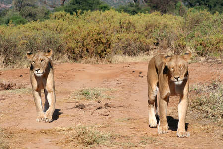 two lions walking/prowling along the roadway inside Samburu national park/reserve, Kenyaの写真素材