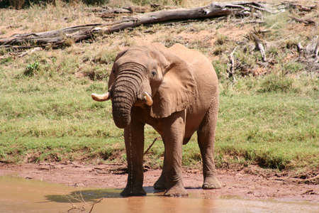 Old bull elephant with broken tusk, drinking at the rivers edge.の写真素材