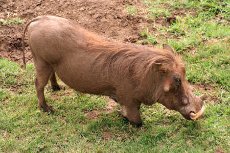 waterholes at Treetops resort, warthogs make full use of the mud for sun and pest protectionの写真素材