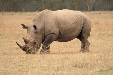 White Rhinos are grazing animals and are less aggressive than their cousins. They are still dangerous though.の写真素材