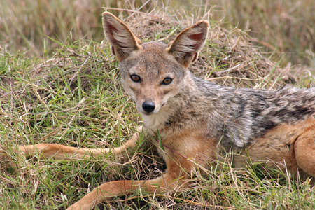 Male jackal resting in the afternoon heat of the Masai mara reserve, Kenyaの写真素材