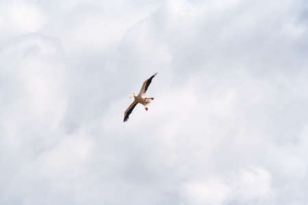 Large pelican coming in to land and looking very ungainly!の写真素材