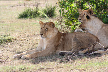 three young lioness's resting after a chase - who knew lions had spots?の写真素材