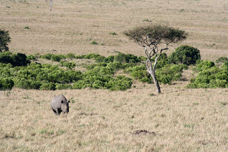 Black rhino on the move after spotting usの写真素材