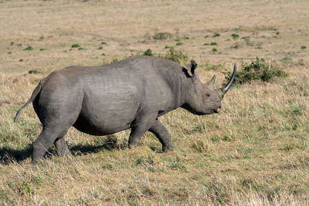 black rhino passing by our vehicleの写真素材