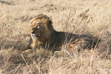 one of several male lions in the area, just spotted a kill by a pride across the valleyの写真素材